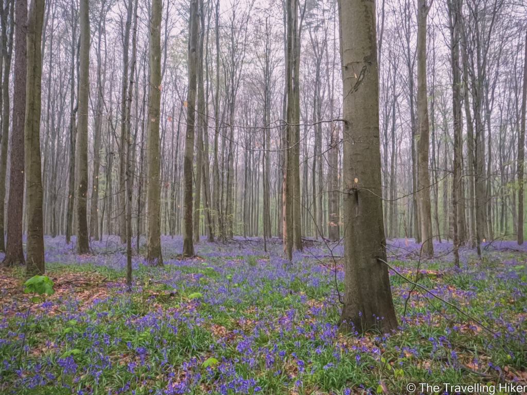 Hallerbos: Belgium's Bluebell Forest