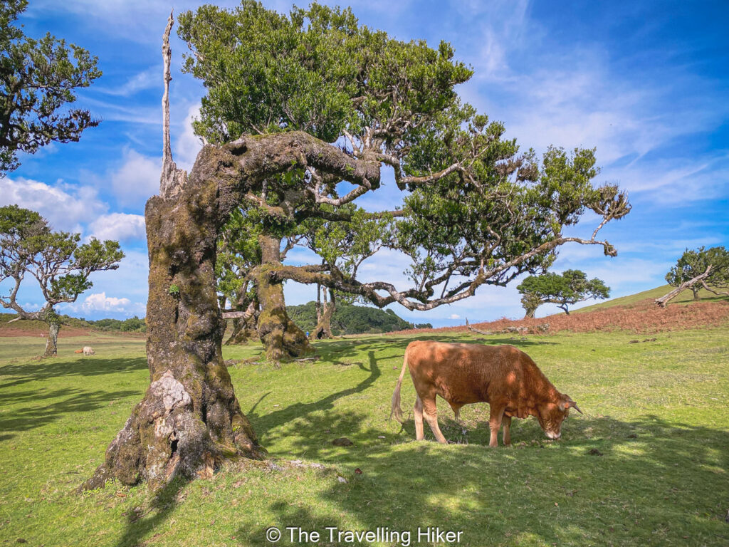 Planning a trip to Madeira