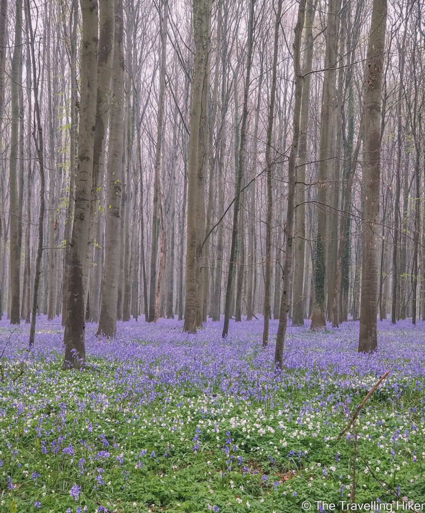 Hallerbos: The Blue Forest in Belgium