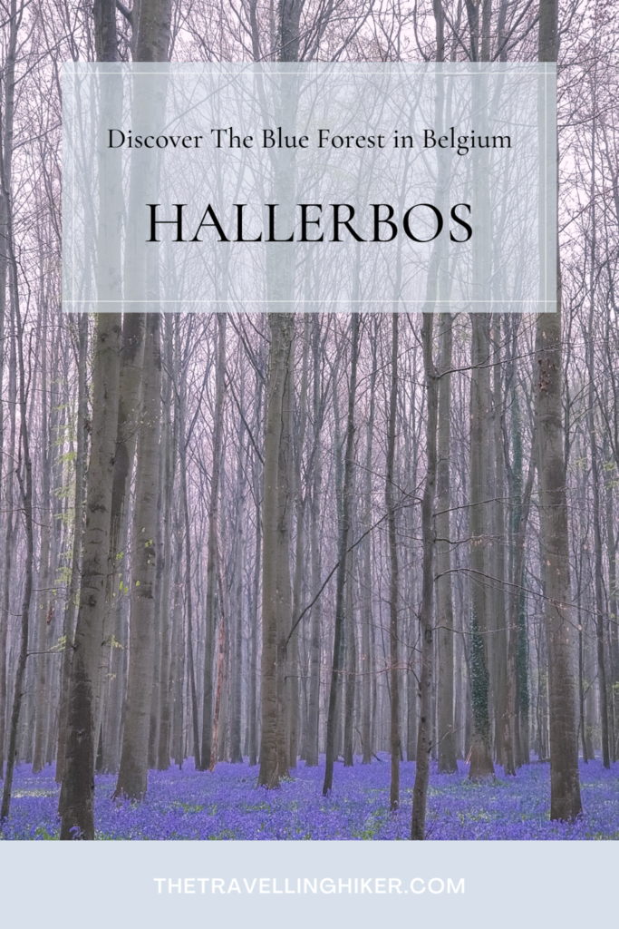 Hallerbos: The Blue Forest in Belgium