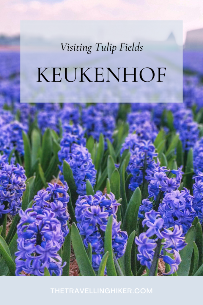 Keukenhof Garden and Tulip Fields