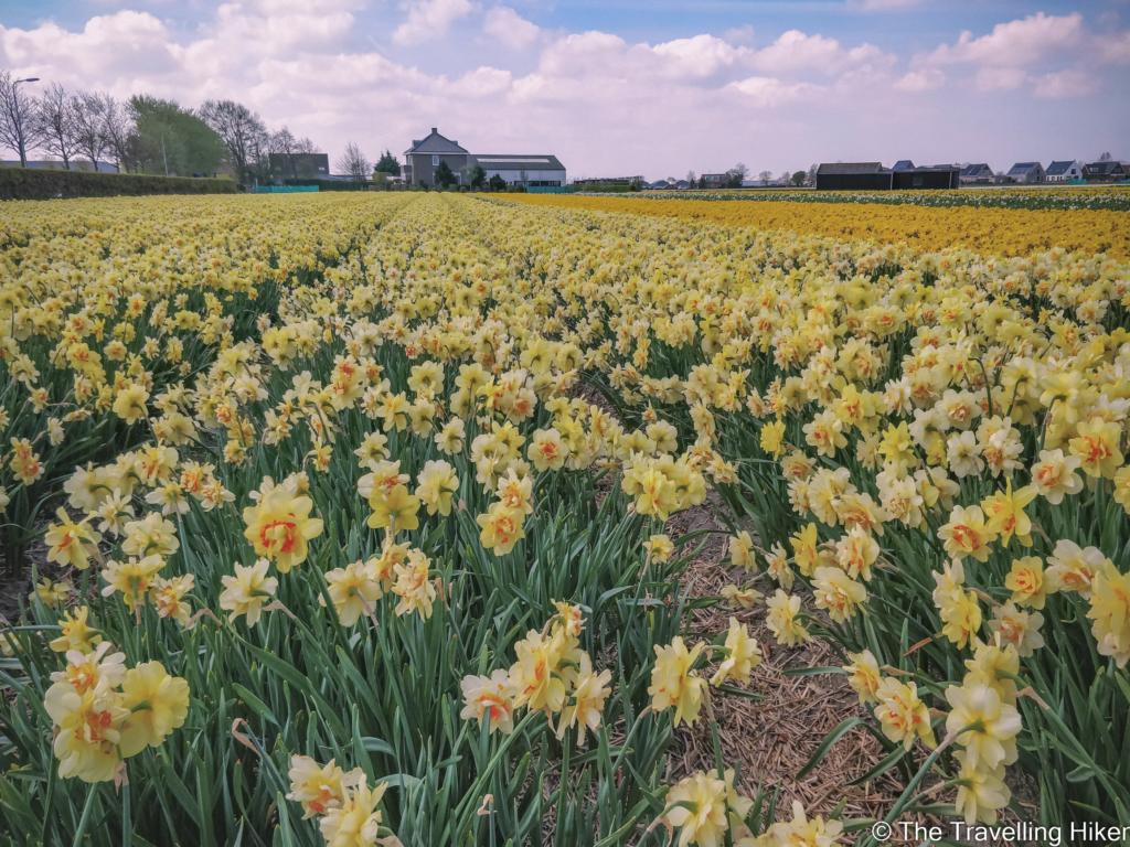 Keukenhof Garden and Tulip Fields near Amsterdam