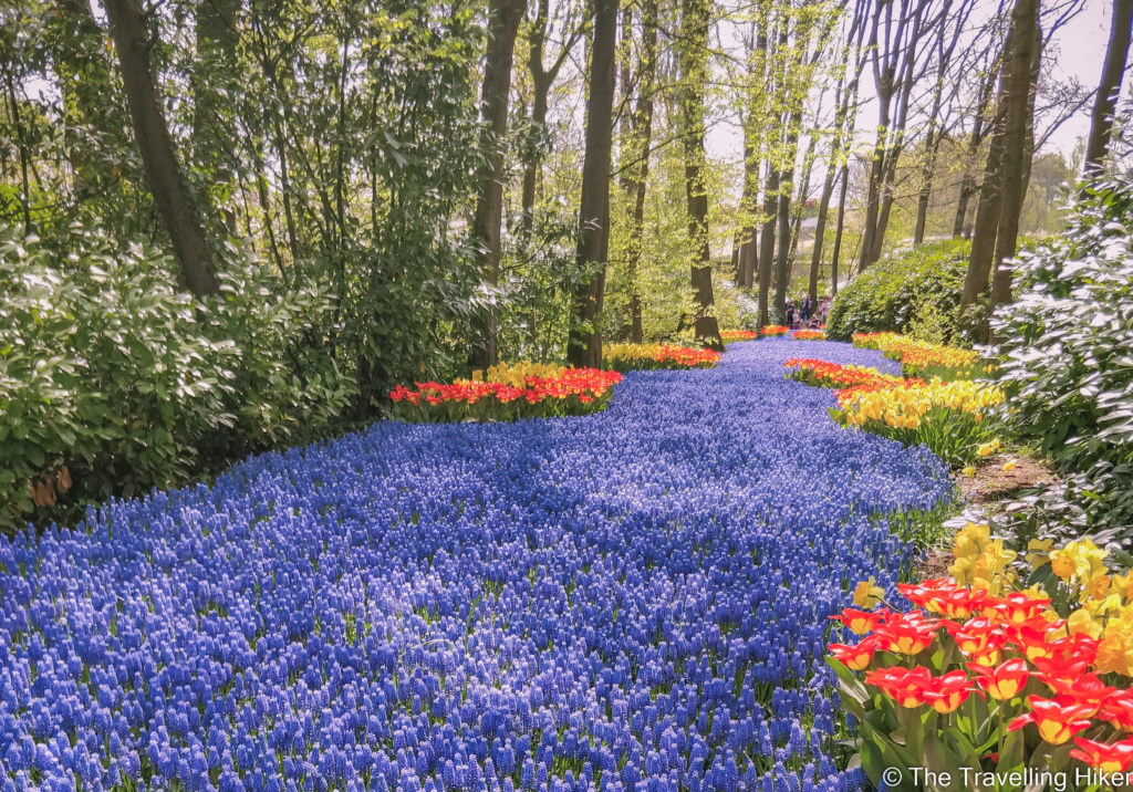 Keukenhof Garden and Tulip Fields near Amsterdam