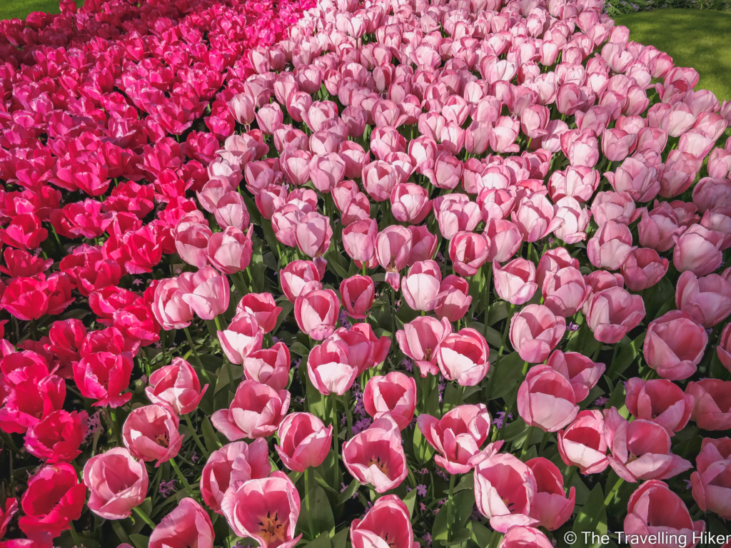 Keukenhof Garden and Tulip Fields