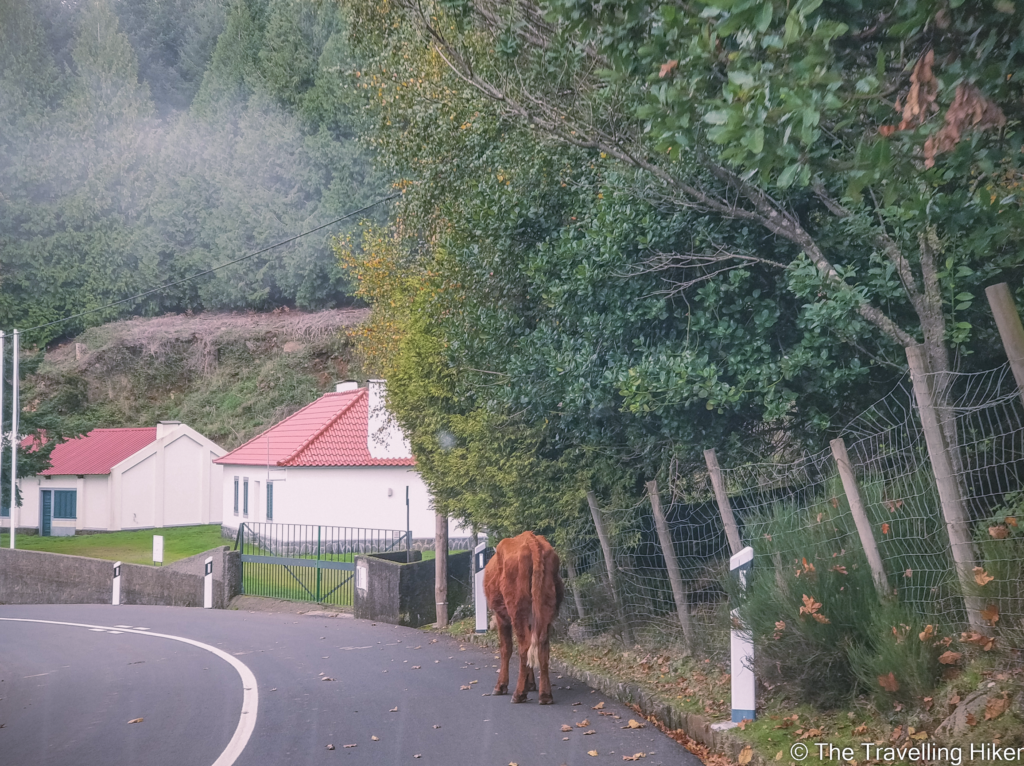 Tips for renting a car and driving in Madeira