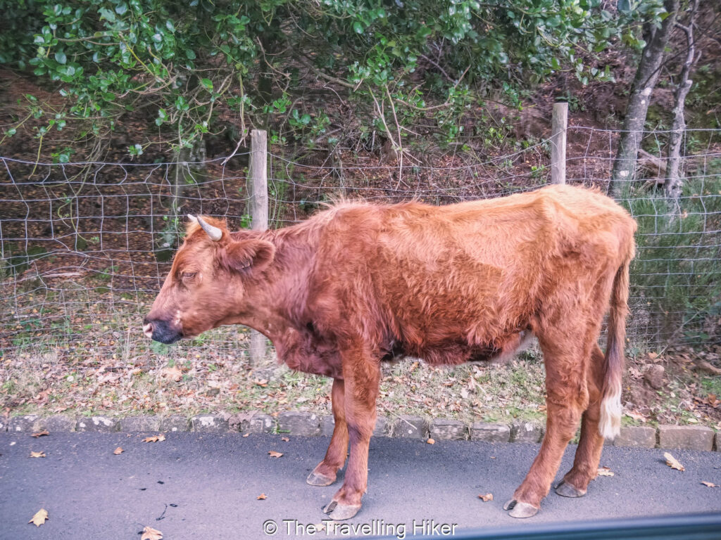 Tips for renting a car and driving in Madeira
