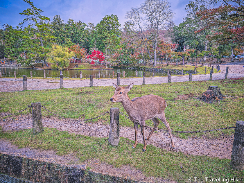 A Day Trip To Nara