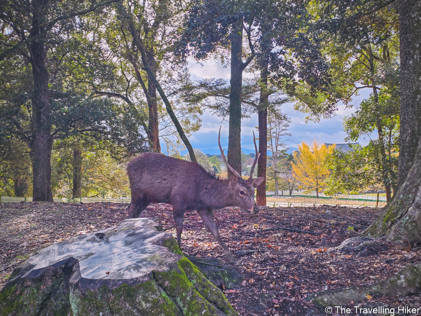 A Day Trip To Nara