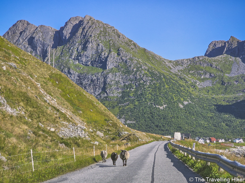 Trip to Lofoten