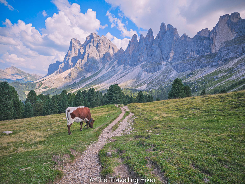 Adolf Munkel Trail Guide