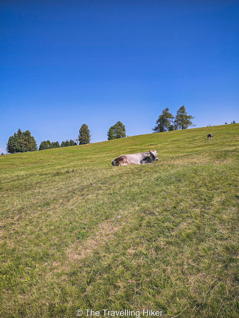 Alpe di Siusi Guide